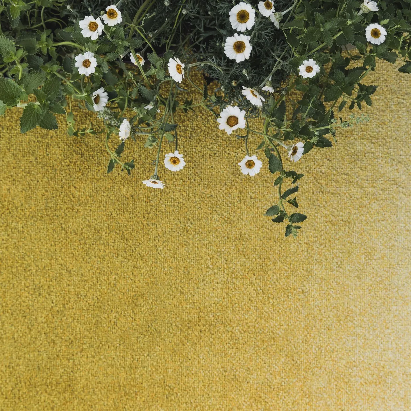 Heymat Doormat Dis Moss, 45x150 Cm