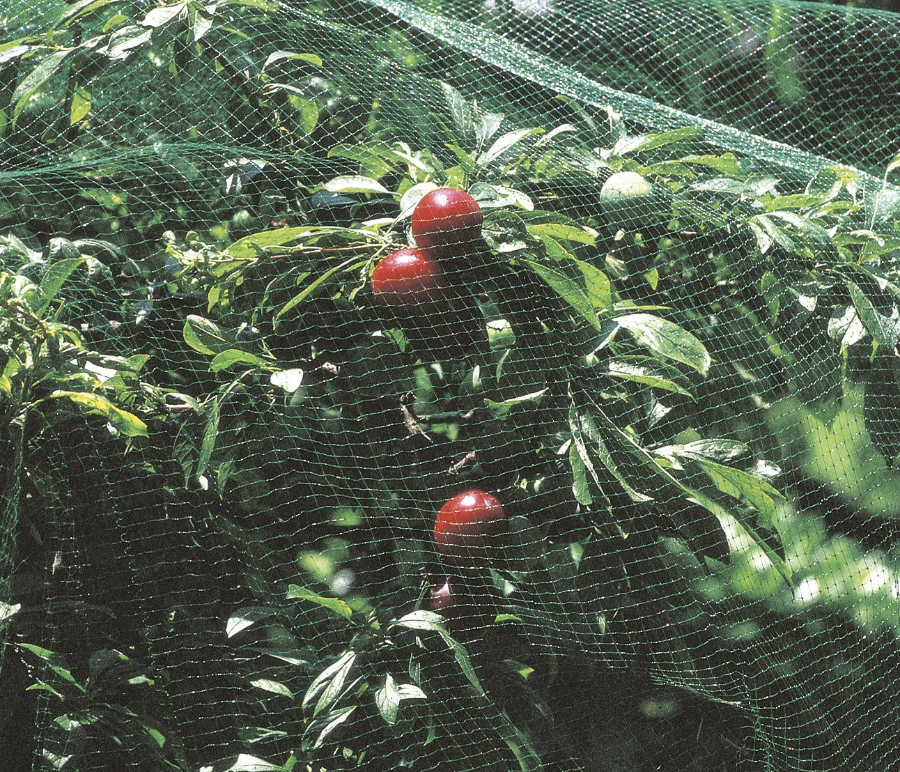 The Good Life Garden Net 8m x 4m